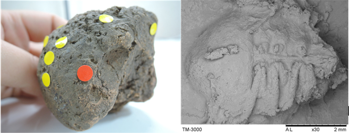  Insect traces are found on a piece of clay unearthed in Songjeon-ri, Yangyang. 