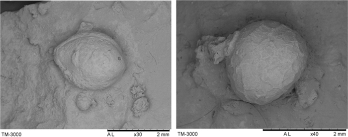 (Left) Traces of guinea grass are found in earthenware in Songjeon-ri, Yangyang. (Right) Traces of perilla seeds are discovered in Osan-ri. 