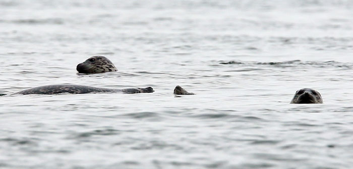 seal_spot_yna_L1.jpg