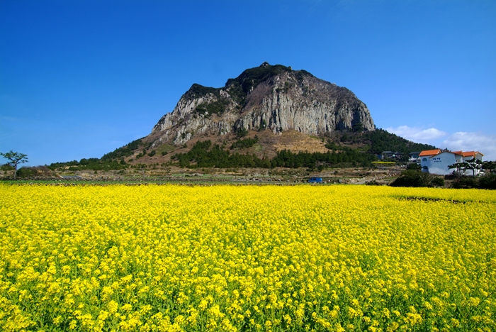 springflower_article_01.jpg