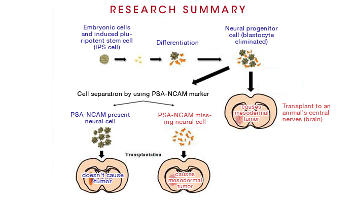 Yonsei University scientists have found that PSA-NCAM-positive neural precursor cells do not induce tumors or unwanted grafts while PSA-NCAM-negative neural crest cells are tumorigenic after they were transplanted into the brain of animals.