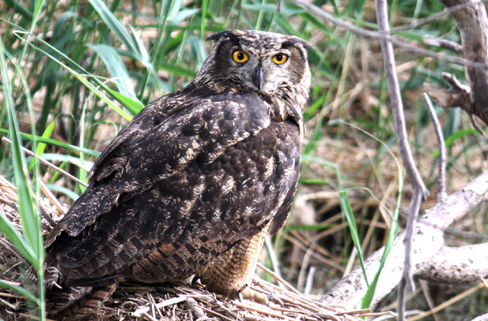 An eagle-owl on Hangang Bamseom Island (courtesy of the Hangang Project Headquarters)