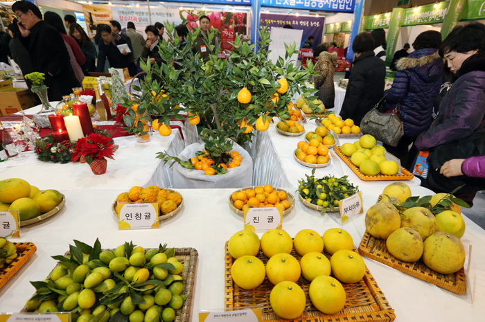 The Korea Seed and Variety Service developed a technology to identify tangerine breeds through DNA analysis of a small amount leaf. (photo: Yonhap News)