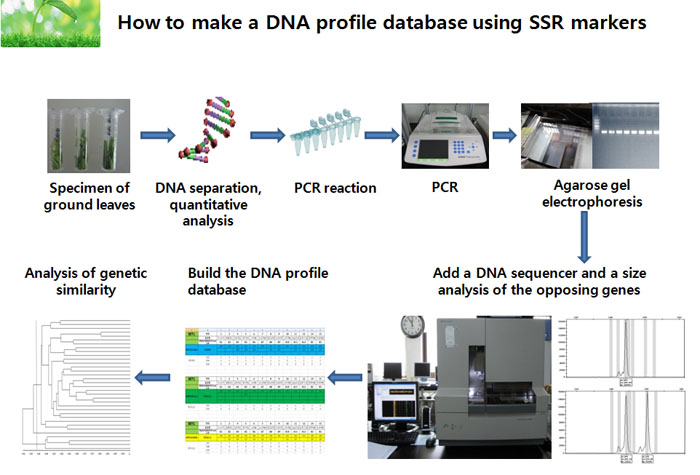 A flow chart shows how to make a fruit DNA profile database, by the Korea Seed and Variety Service. (image courtesy of the KSVS)