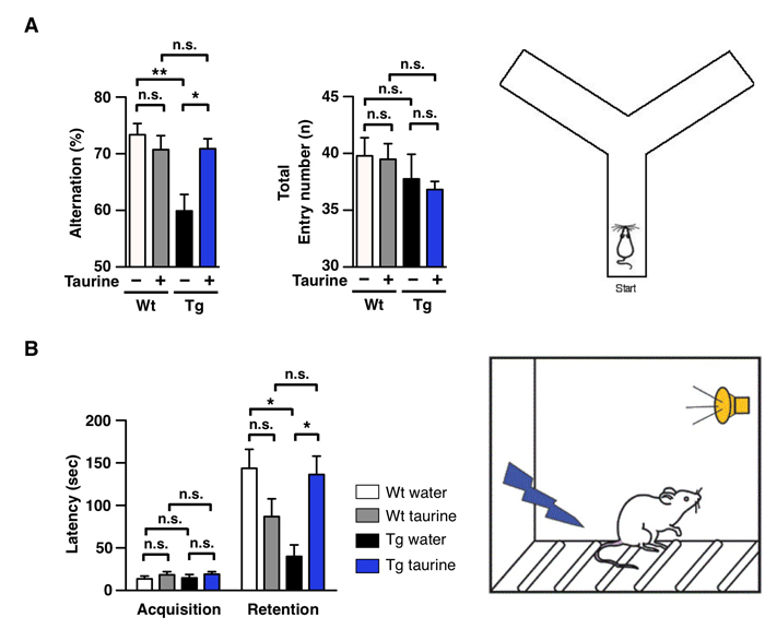 Cognitive ability tests show that an Alzheimer's disease-induced mouse fed with taurine recovered its memory and learning ability, both returning to normal levels. 