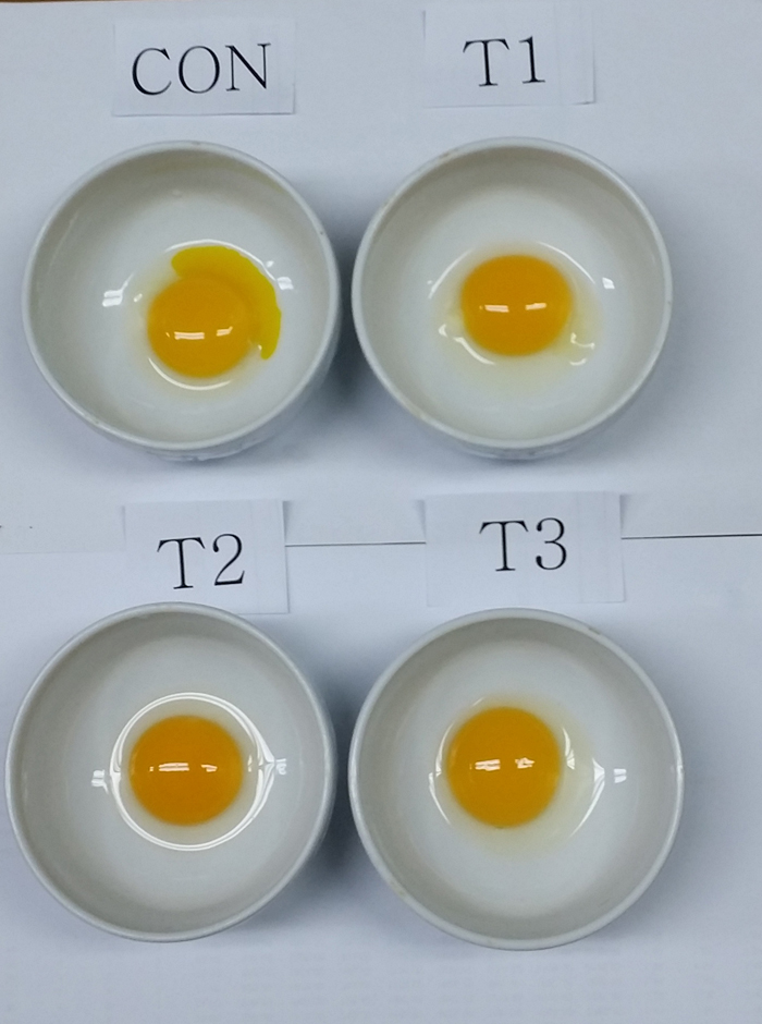 The photo shows how animal feed containing lycopene can change the color of an egg. One egg (T2) from a hen fed with feed mixed with dried tomato powder sulfur shows the strongest yellow color. 