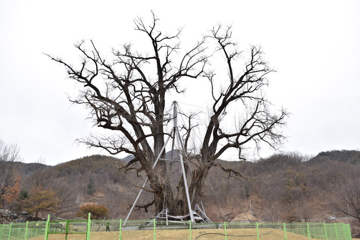  A 700-year-old ginkgo tree in Andong, Gyeongsangbuk-do (North Gyeongsang Province). (photo courtesy of the KFRI) 