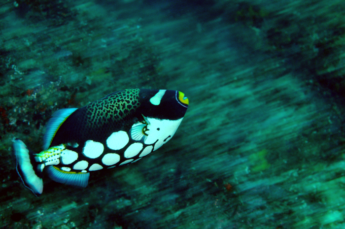  (From top) A scalefin anthias, a yellow hawkfish, a yellow boxfish a bluestriped angelfish and a clown triggerfish. (photos courtesy of the NFRDI) 