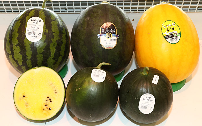 There are now 716 different types of watermelon in the Korean market, coming in different sizes, colors and levels of sweetness. Recently, smaller one-person watermelons have seen increased sales. (Yonhap News)