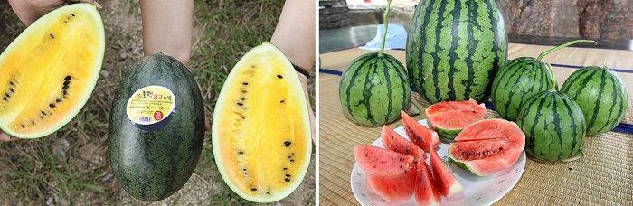 The 'black mango' watermelon (left), which has yellow flesh and a dark skin, weighs 2 to 4 kilograms, suitable for a small family. The 'apple watermelon' (right) is as small as an apple and has an edible skin. (Buan Marketing, Yonhap News)