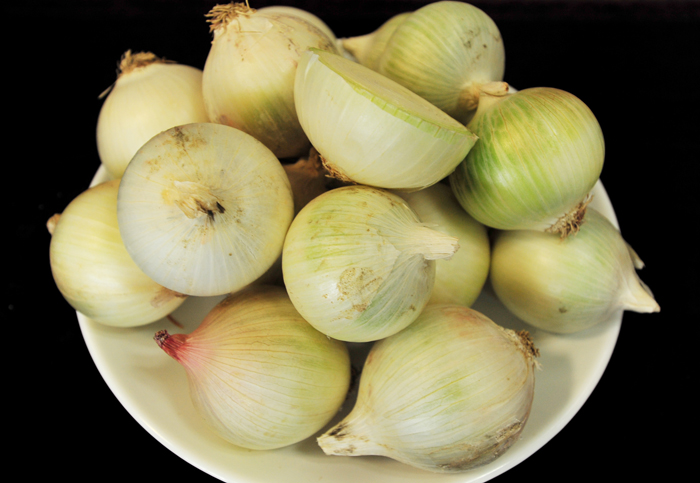 A white highland onion (photo courtesy of the Rural Development Administration)