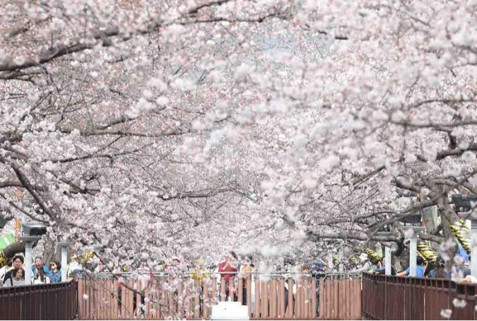 Nation's largest cherry blossom festival begins