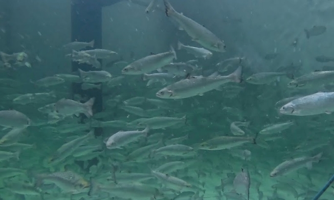 Atlantic salmon farm in Busan alleviating Korea's import reliance