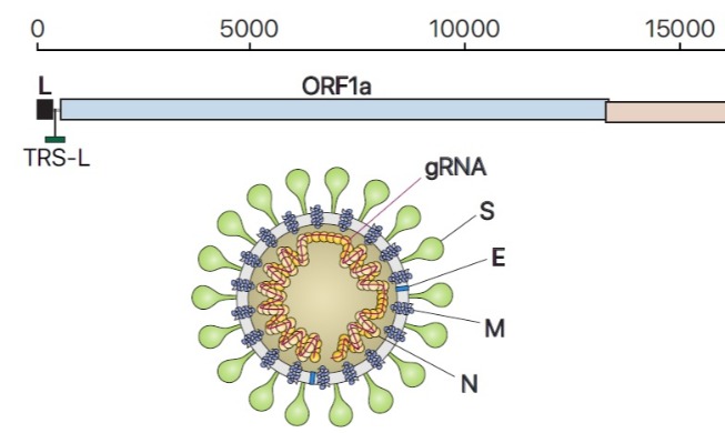 Research team completes genetic map of coronavirus