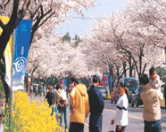 Jeju King Cherry Blossoms Festival