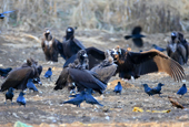 Researchers analyze Eurasian vulture genome