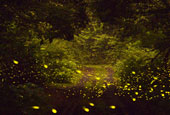Jeju Island offers paradise for fireflies