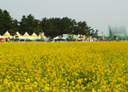 Samcheok Maengbang Canola Flower Festival 