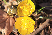 Freeze cannot stop flowers from blooming 