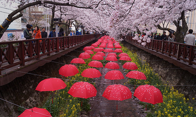 Korea’s biggest cherry blossom festival