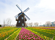 Spring Flower Festival at Suncheon Bay National Garden