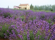 The 11th Lavender Festival