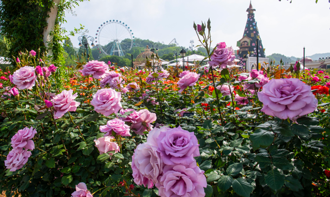 Everland Rose Festival