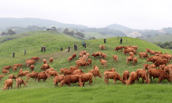[Korea in photos] Cows grazing on rich grassland