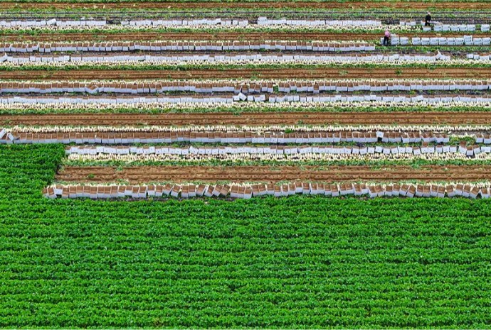 Harvest of highland radishes in eastern province