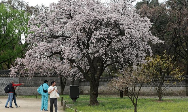 Spring vibe attracts foreign tourists at Changdeokgung Palace