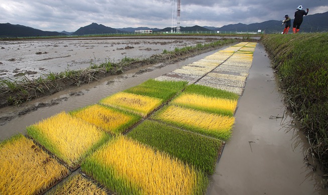 [Korea in photos] Soman: busy farming period
