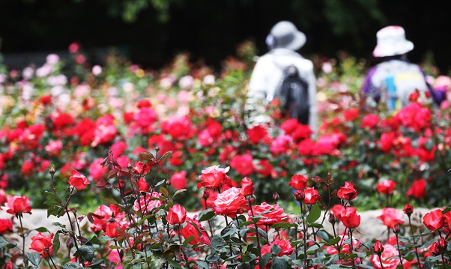 [Korea in photos] May: month of roses
