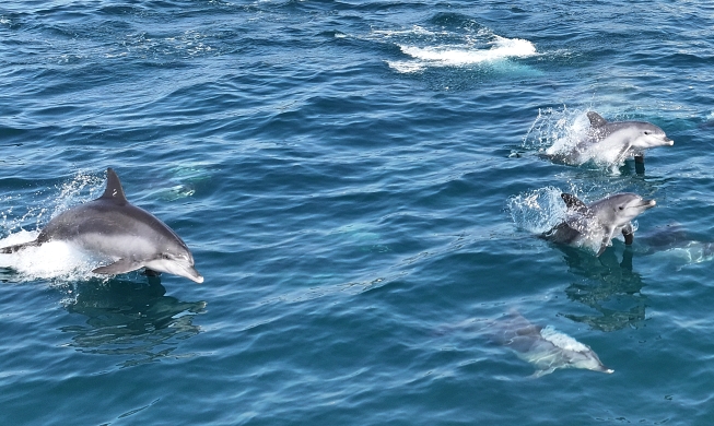 Indo-Pacific bottlenose dolphins come out on spring outing