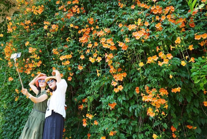 Vividly colored flower helps beat summer heat wave