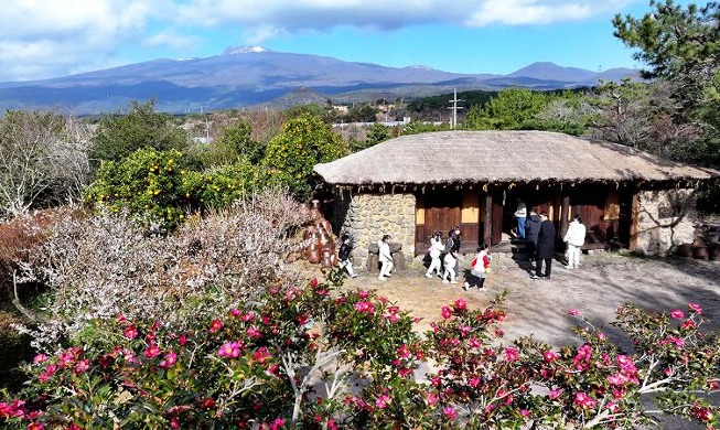 Spring quickly approaches Jeju Island