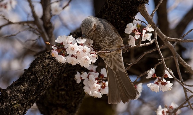 When will cherry blossoms bloom this spring?