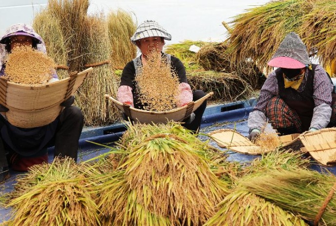 Fall harvest