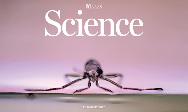 Studies of ripple bug's movements used to design tiny robot
