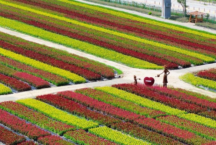 Goseokjeong Flower Field shows colorful brilliance