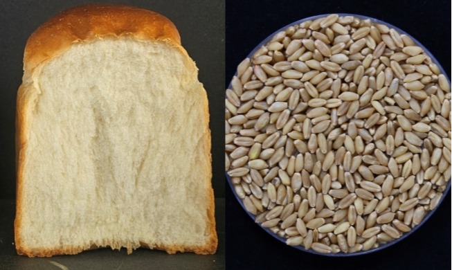 농진청, 세대 단축 제빵용 밀 개발···연 4회까지 수확