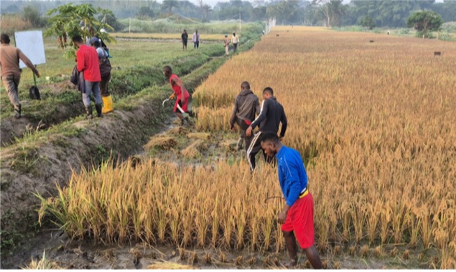  K-Rice Belt program in Africa marks 10,000 tons in seed output