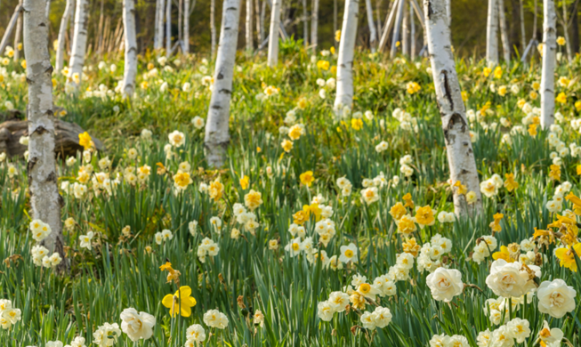 Hwadam Spring Daffodil Festival