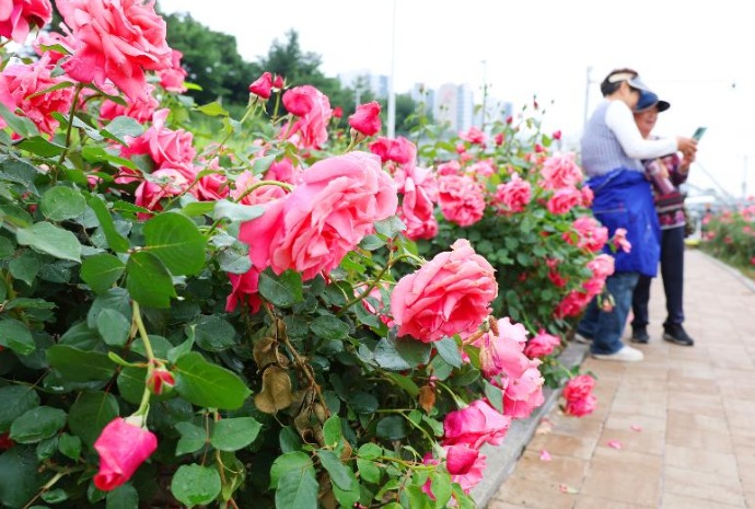 Jungnang Seoul Rose Festival