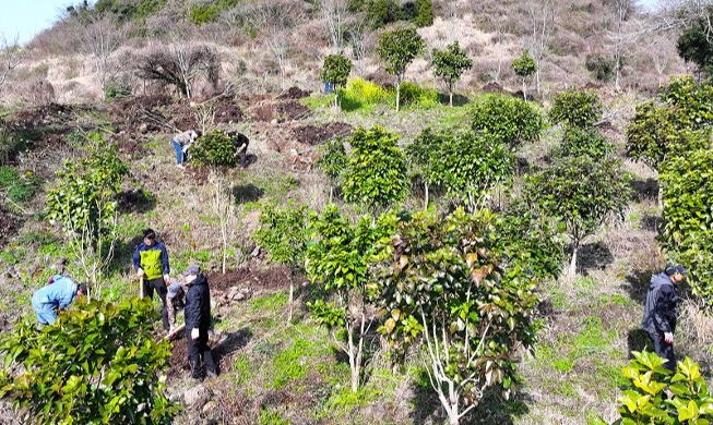 Jeju Island hosts nation's first tree planting this year