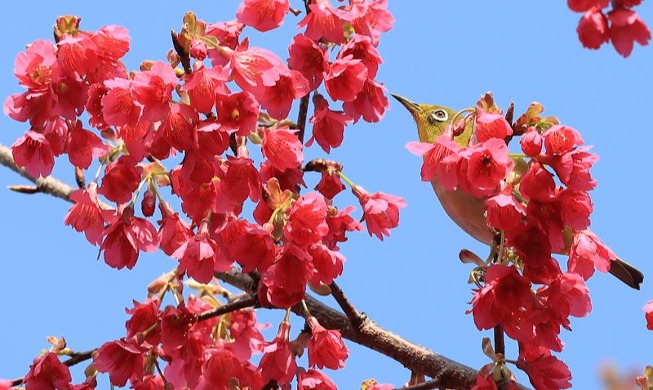 Bird eating nectar signals coming of cherry blossoms