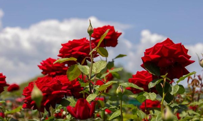Samcheok Rose Festival
