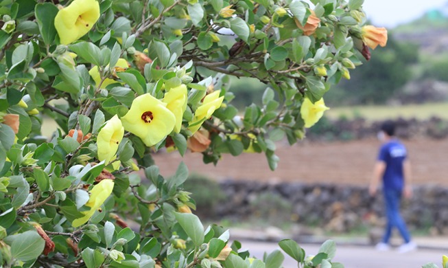 [Korea in photos] Endangered flower blooms on Jeju Island