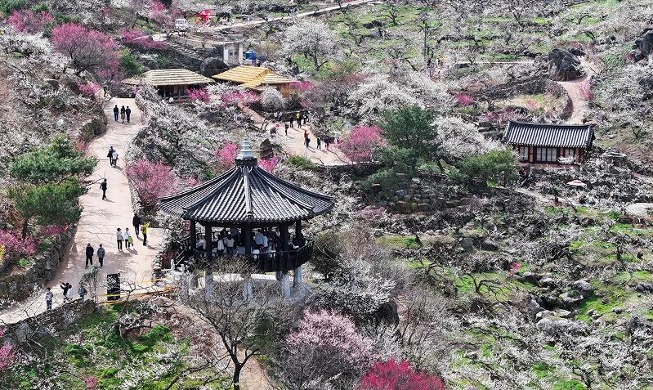 Spring flowers at Gwangyang Maehwa (Plum Blossom) Village