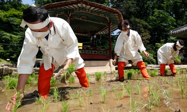 [Korea in photos] Rice sowing to wish for bountiful harvest