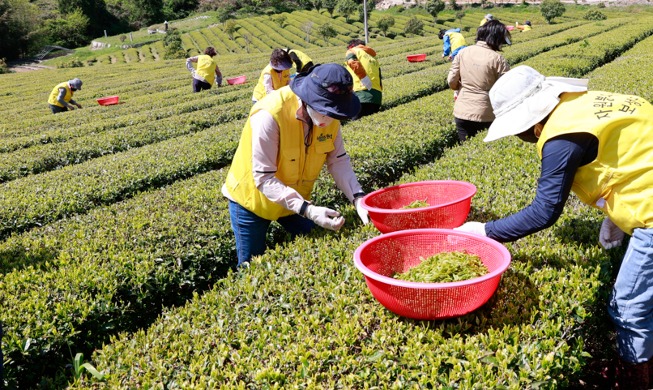 [Korea in photos] Premium tea leaves in Boseong-gun County